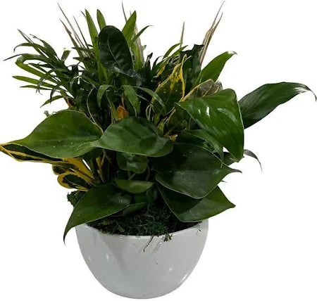 6" Ceramic Dish Garden