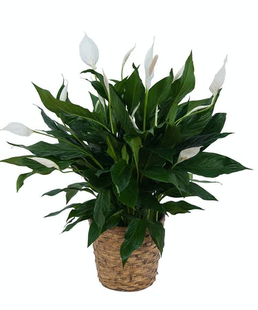 8” peace lily