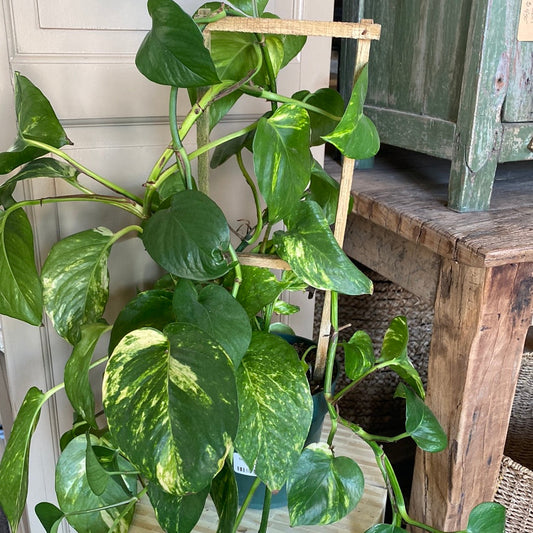 6" Pothos ivy Trellis
