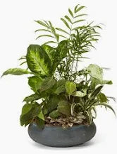 6" Ceramic Dish Garden